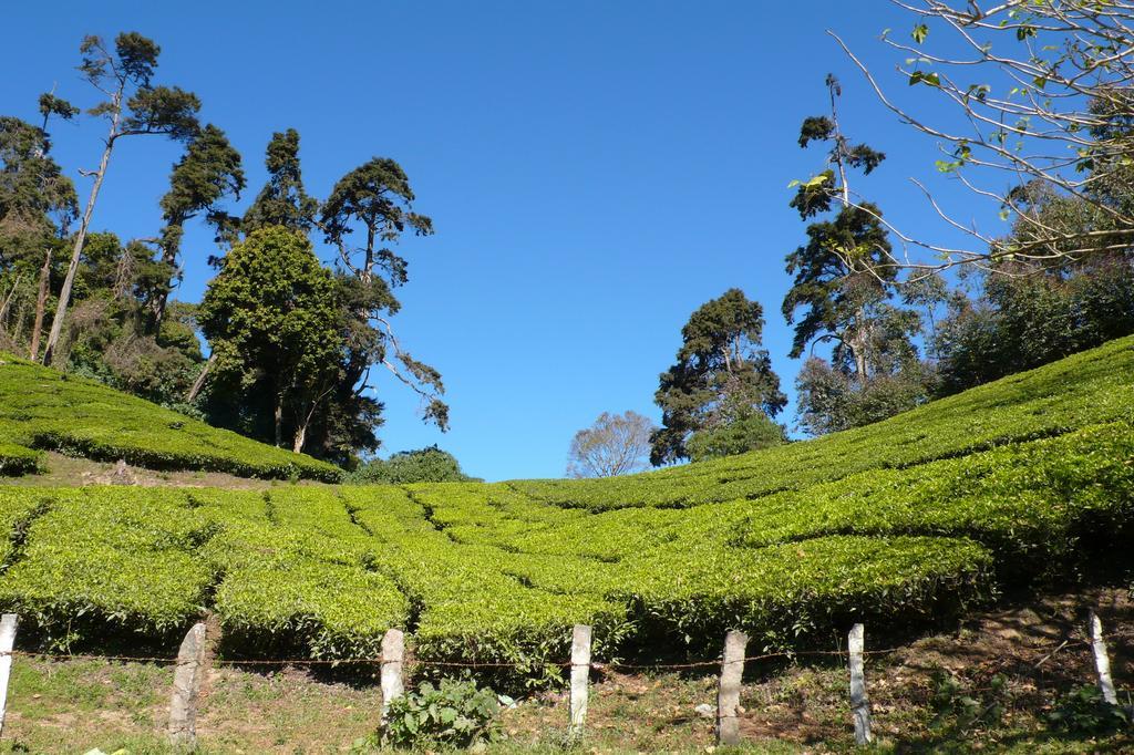 Green Magic Home Munnar Buitenkant foto